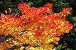 紅桜公園の秋、華やかに