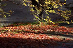 紅桜公園の秋、日差し