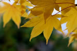 紅桜公園の秋、誘い