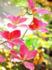 紅桜公園の秋、日向