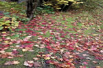 紅桜公園の秋、招く秋
