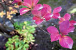 紅桜公園の秋、華やか