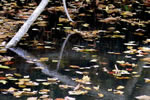 紅桜公園の秋、流れ