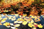 紅桜公園の秋、錦秋