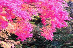 紅桜公園の秋、派手好み