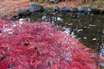 紅桜公園の秋、池見役