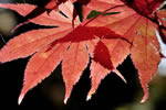 紅桜公園の秋、美貌