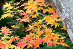 紅桜公園の秋、愛嬌もの