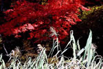 紅桜公園の秋、秋風