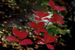 紅桜公園の秋、美貌自慢