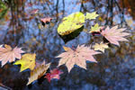 紅桜公園の秋、揃い踏み