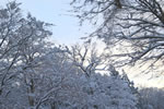 初雪、円山公園、丸山日暮れ