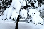 初雪、円山公園、早すぎる冬
