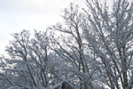 初雪、円山公園、初雪の日