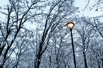 初雪、円山公園、暮れる丸山