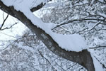 初雪、円山公園、重い初雪