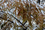 初雪、円山公園、カラ松受難