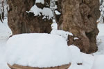初雪、円山公園、積雪４０センチ