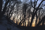 初雪、円山公園、暮色の森