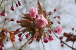 札幌の花遊び３、円山公園