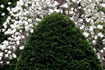 札幌の花遊び３、豊平公園