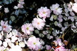 札幌の花遊び３、道庁の池