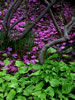 札幌の花遊び３、北大植物園