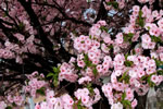 桜が咲いた、豊平平岸