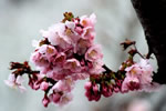 桜が咲いた、白石
