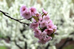 桜が咲いた、小樽