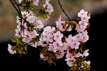 桜が咲いた、豊平