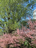 桜が咲いた、手稲