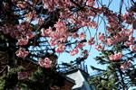 桜が咲いた、中央