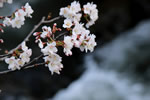 桜が咲いた、豊平