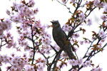 桜が咲いた、豊平