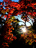 秋の札幌散歩、秋陽