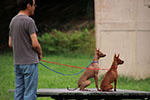 犬のいる風景、姿勢良し