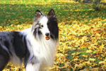 犬のいる風景、秋景散歩