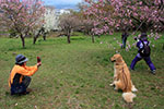 犬のいる風景、桜が咲いた