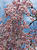 桜、さくら、青空