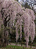 桜、さくら、花の重み