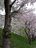 桜、さくら、白樺の道で