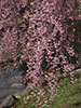 桜、さくら、鴨々川の畔