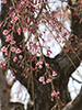 桜、さくら、お洒落咲