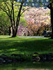 桜、さくら、庭園の朝