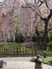 桜、さくら、石灯籠