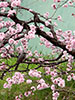 桜、さくら、千島桜の客