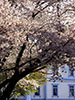 桜、さくら、豊平館の朝