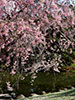 桜、さくら、落花の兆し