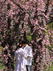 桜、さくら、或る情景